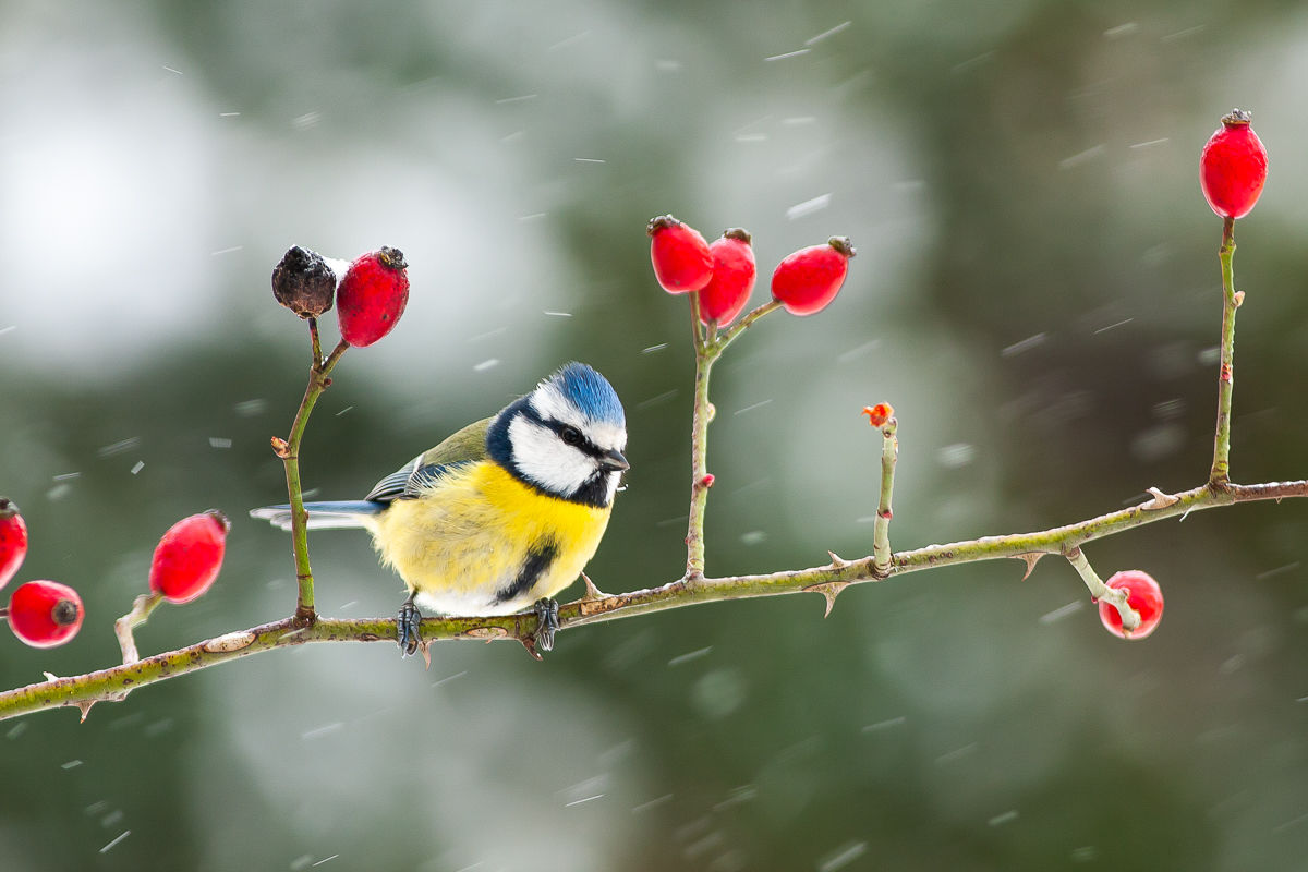 Mésange bleue